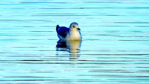 Close-up of duck in lake