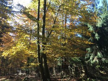 Low angle view of trees in forest during autumn