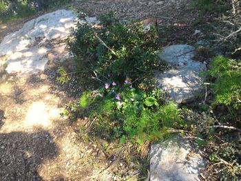 Plant growing in park