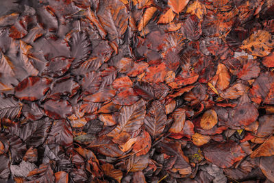 Full frame shot of dry autumn leaves