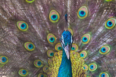 Close-up of peacock