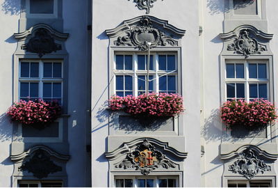 Close-up of flowers against building