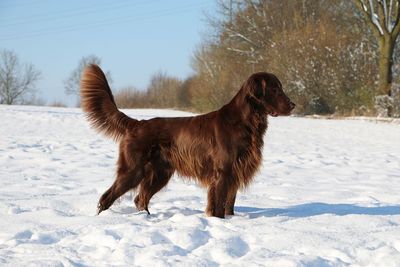 Dog on snow field against trees during winter