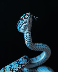 Close-up of lizard against black background