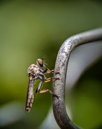 Close-up of fly on leaf