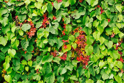 Full frame shot of ivy growing on plant