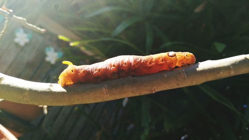 Close-up of insect on leaf