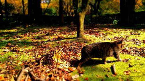 Dog in forest