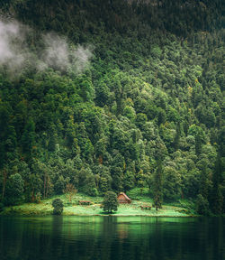 Scenic view of lake in forest