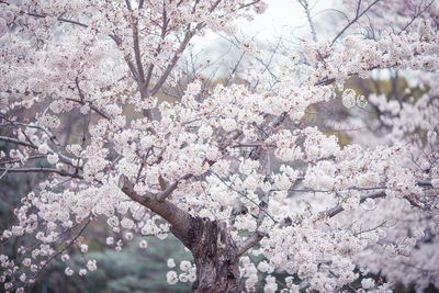 Cheery blossoms growing on tree