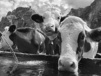Cows in water against sky