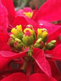 Close-up of red flowers blooming outdoors