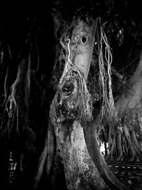 Close-up of tree trunk in forest