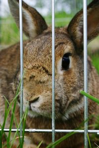 Close-up of an animal