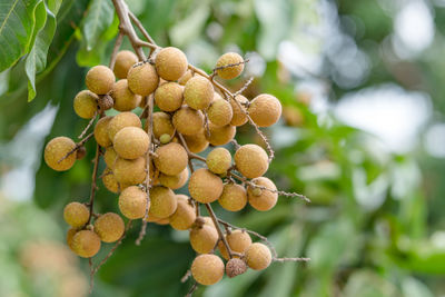 Close-up of fruits growing on branches