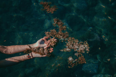 Cropped hand of woman touching coral by sea
