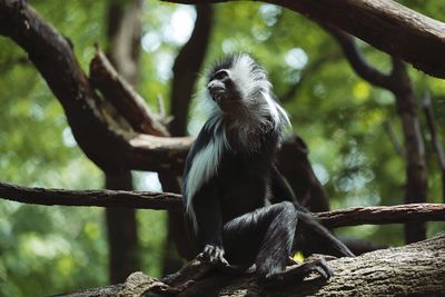 Low angle view of monkey sitting on tree in forest