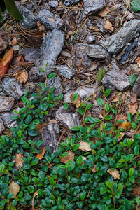 High angle view of dry leaves on field