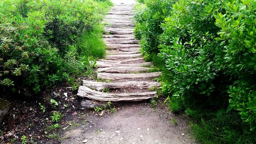 Narrow pathway along trees