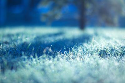 Close-up of hay on grassy field