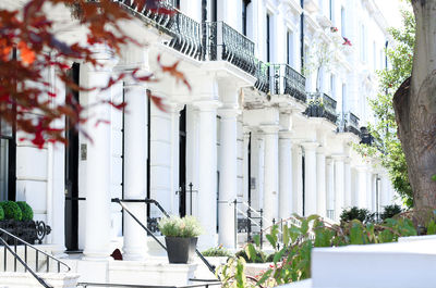 Potted plants by street against building