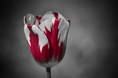 Close-up of red rose against white background