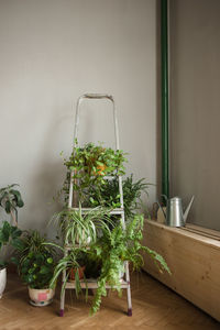 Potted plants on table against wall