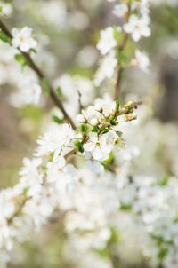 Close-up of white cherry blossoms