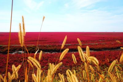 Close-up of wheat field against sky