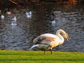 Ducks in lake