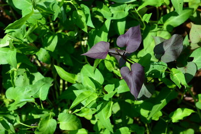 Close-up of plants growing on plant
