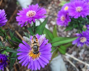 Close-up of bee on purple flower