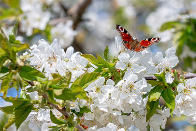 Close-up of insect on white cherry blossom