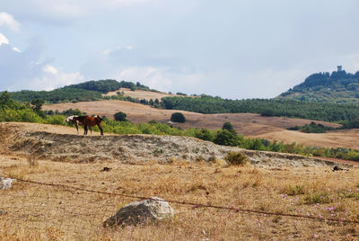 View of horses in the countryside