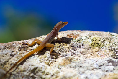 Close-up of colorful lizard on lichen covered rock with deep blue sky background