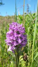 Close-up of purple flowers blooming in field