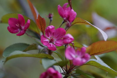 Close-up of pink flowers blooming outdoors