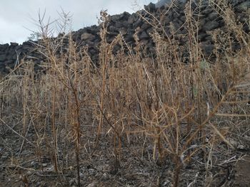 Close-up of plants against sky