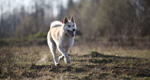 Dog running on field