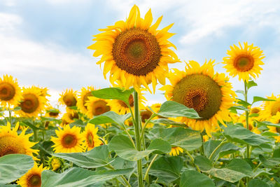 Close-up of yellow sunflower against sky