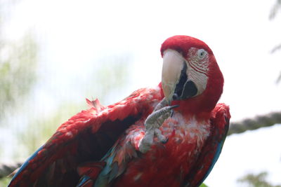 Close-up of parrot