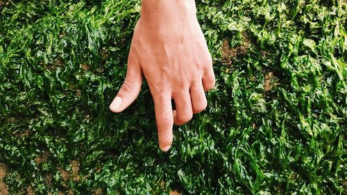 Midsection of person hand on plant