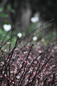 Close-up of plant against blurred background