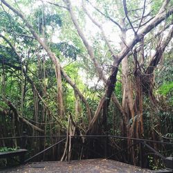 Trees in forest