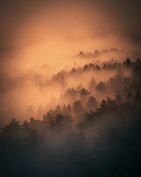 Scenic view of tree against sky during sunset