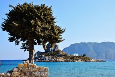 Tree by sea against sky