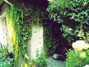 Ivy growing on building