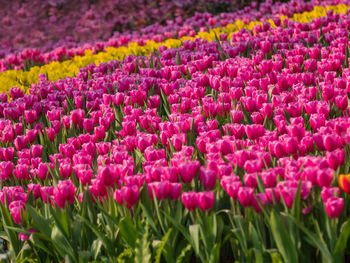 Close-up of pink flowers on field