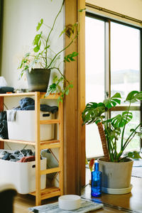 Potted plants on table at home