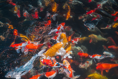 Fish swimming in sea